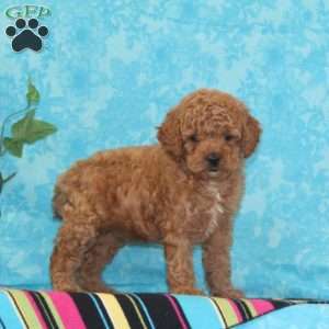 Orpha, Toy Poodle Puppy